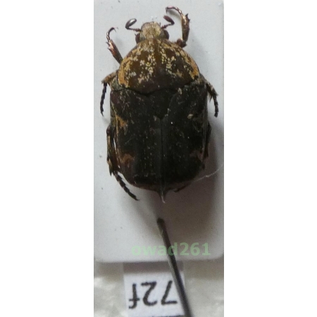 Protaetia fusca (Herbst, 1790) Philippines72f